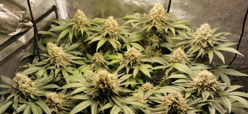 Tarte Tatin, Фасовка: 3, изображение 4